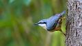 738 - NUTHATCH 1 - KRISTENSEN JOERGEN - denmark